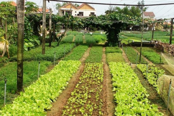 Quy định về đất vườn liền kề - Những điều cần biết