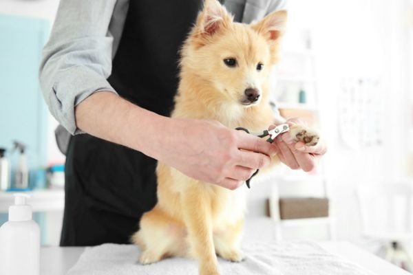 Tặng cho tài sản có điều kiện về chăm sóc thú cưng